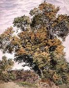 Thomas frederick collier Study of an Oak Tree Spain oil painting artist